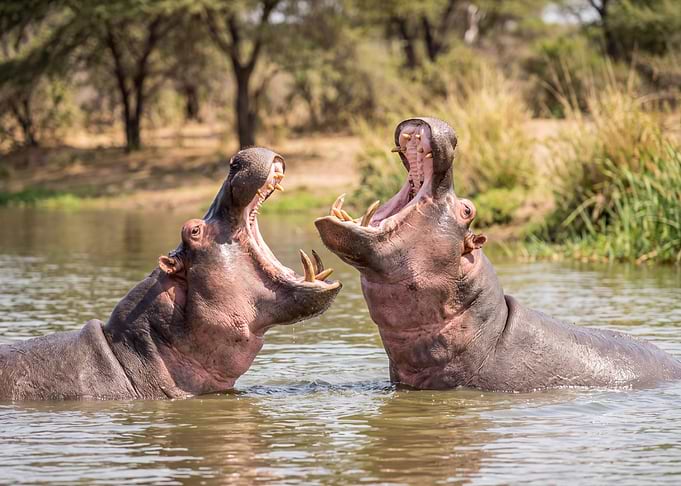 Two Hippos Confronting in Water