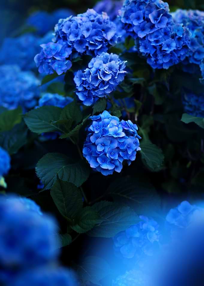 Vibrant Blue Hydrangea Flower Clusters