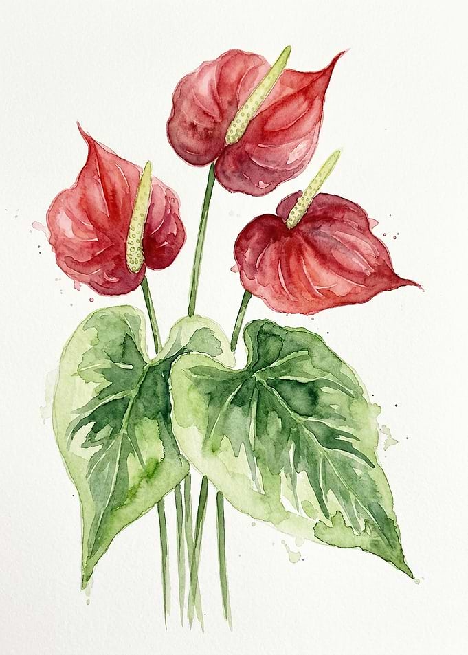 Watercolor Anthurium Flower Illustration