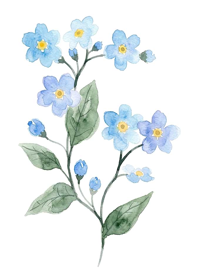 Watercolor Forget-Me-Not Flower Illustration