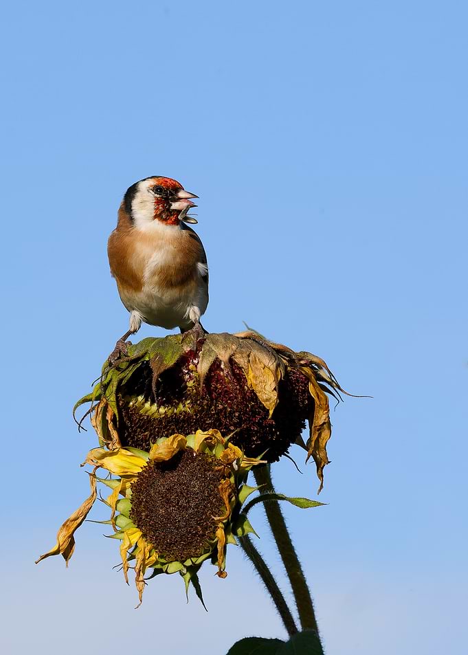 European Goldfinch on Withered Sunflowers