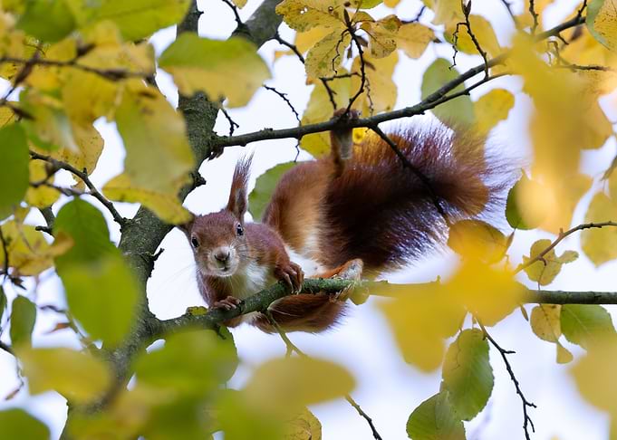 Red Squirrel in Autumn Tree
