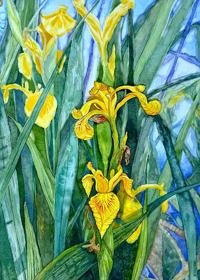 Watercolor Painting of Yellow Irises