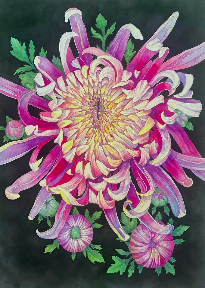 Pink Chrysanthemum Watercolor Painting