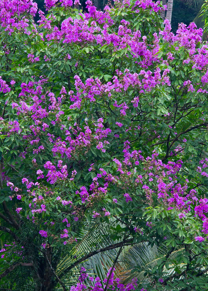 Vibrant Purple Crape Myrtle Tree