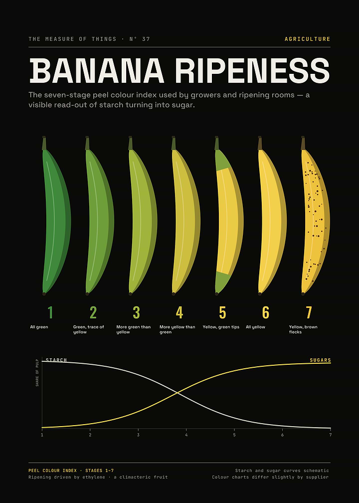 Banana Ripeness Scale – Seven Stages of Peel Colour