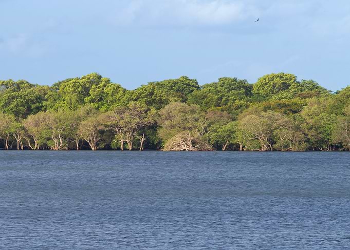 Lush Mangrove Forest Along Water