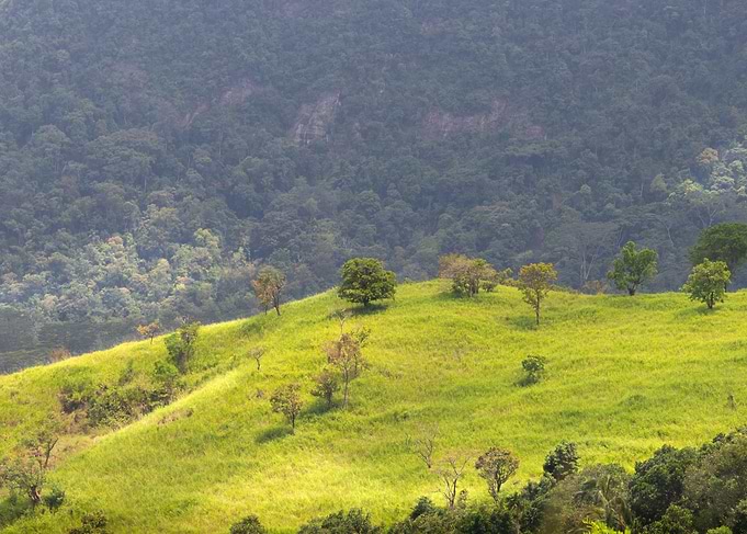 Lush Green Hillside Landscape