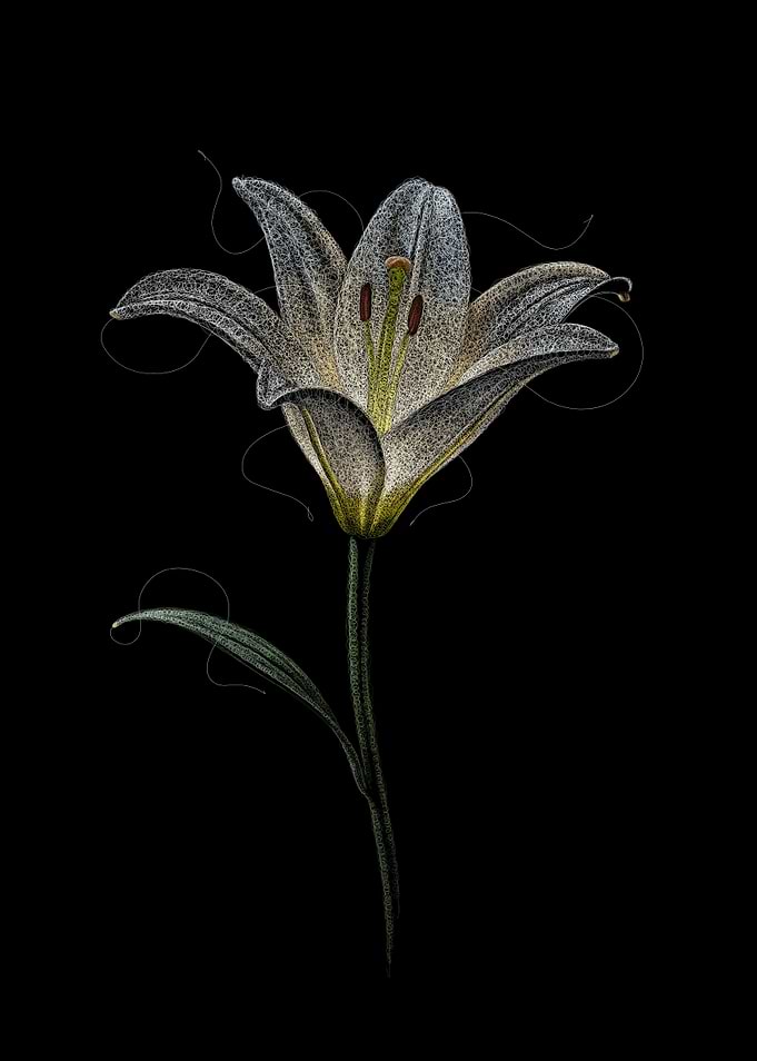 Scribble Elegant White Lily