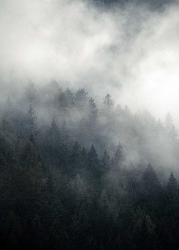 Misty Forest Pine Trees