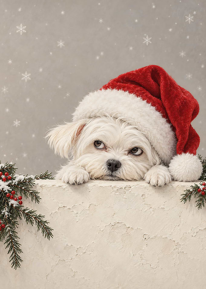 Grumpy Dog in Santa Hat