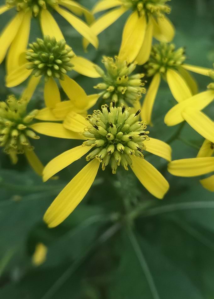 Vibrant Yellow Wildflowers in Bloom