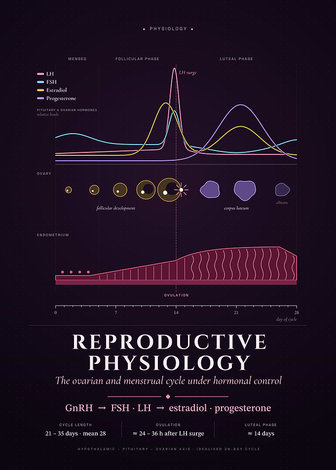 The Menstrual Cycle: Hormones, Ovary, Endometrium