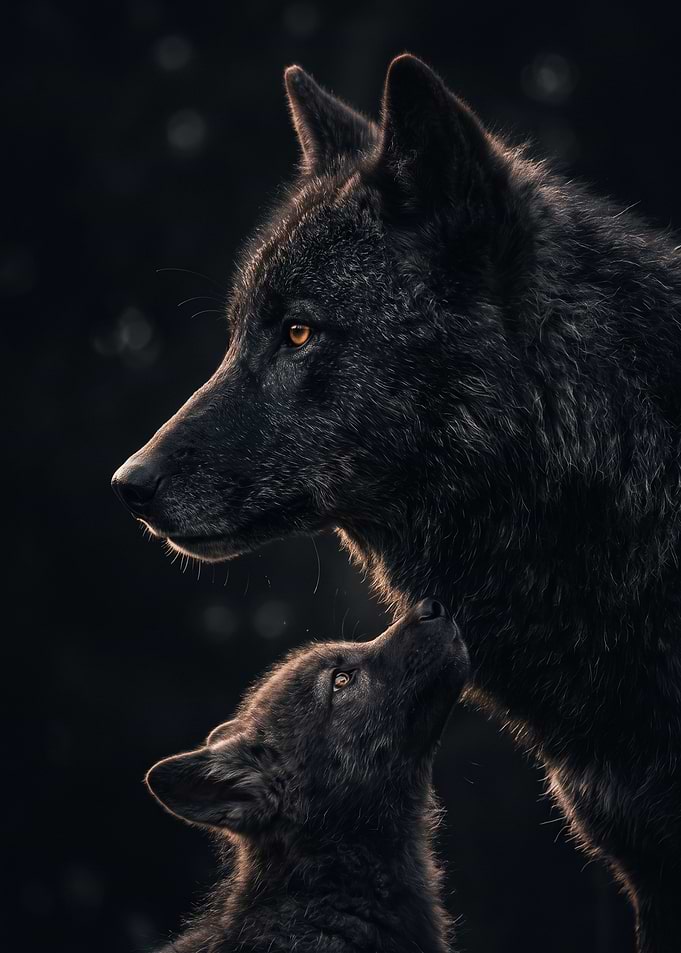 Black Wolf and Pup Portrait
