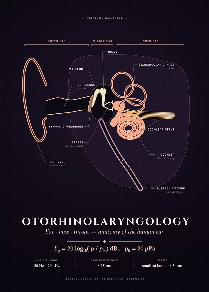 Otorhinolaryngology: Anatomy of the Ear