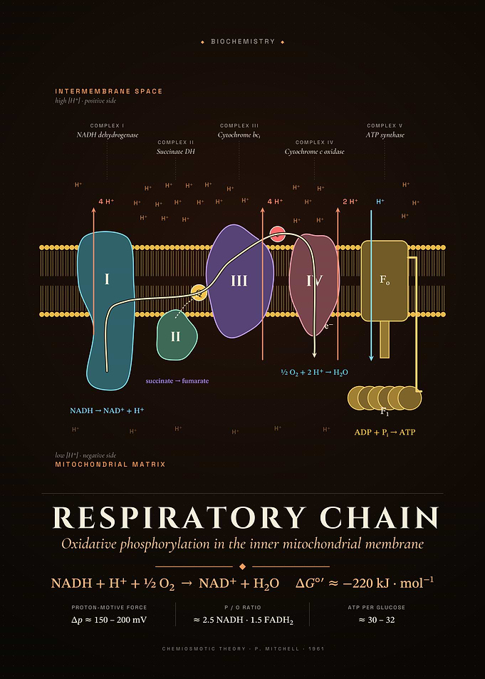 Electron Transport Chain & ATP Synthase