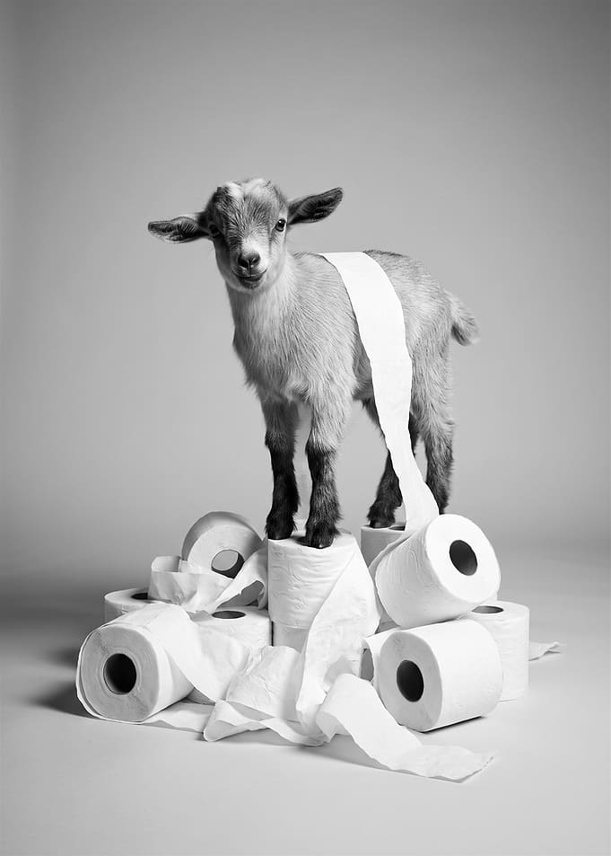 Cute baby goat on toilet paper