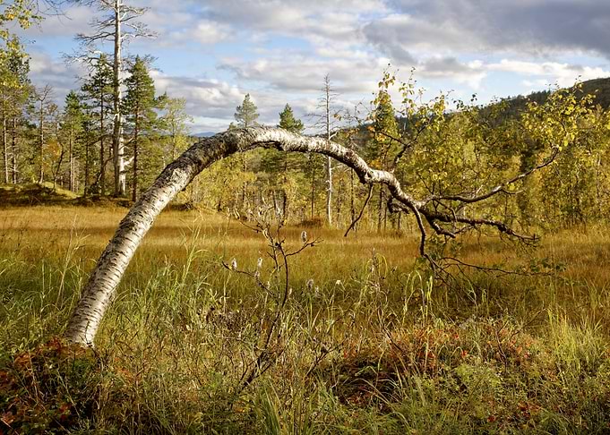 Bent Birch Tree in Autumn Meadow
