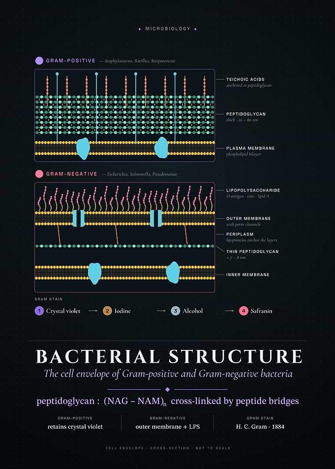 Gram-Positive vs Gram-Negative Cell Wall