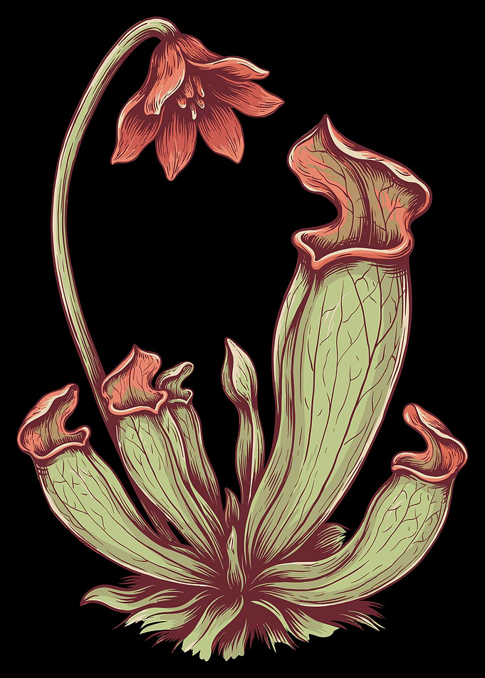 Vintage Botanical Pitcher Plant Illustration