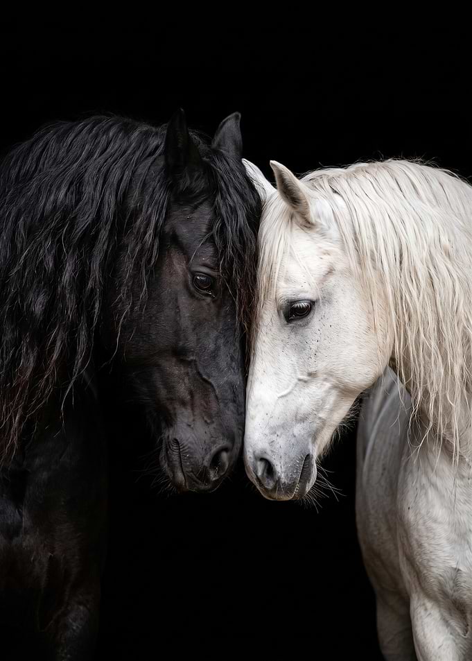 Black and White Horses Touching Heads
