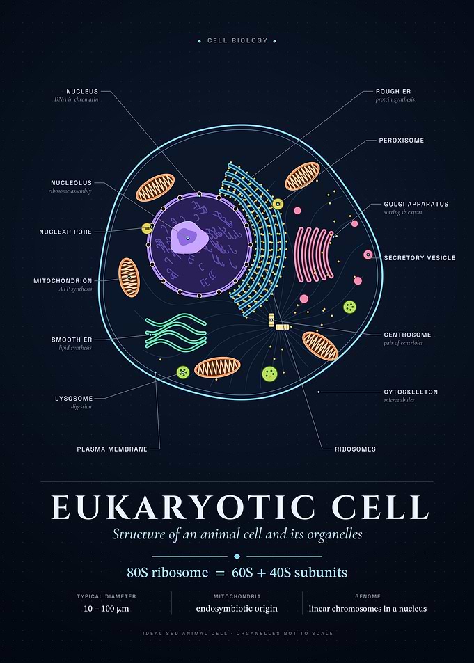 The Eukaryotic Cell: Organelles Mapped