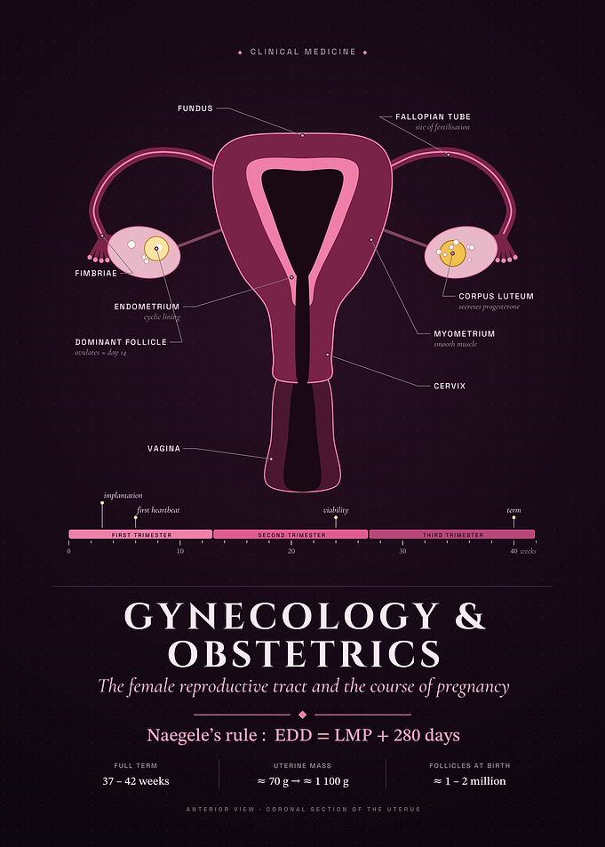 Obstetrics & Gynecology: Uterus and Pregnancy