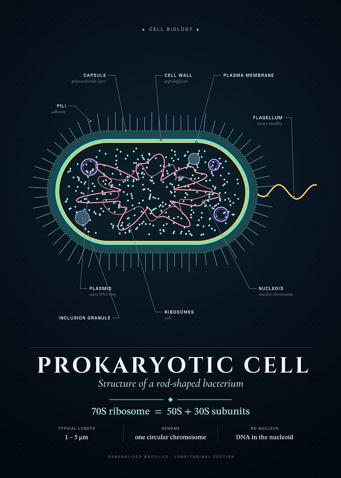 The Prokaryotic Cell: Anatomy of a Bacterium