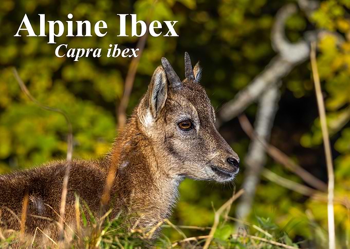 Young Alpine Ibex Portrait
