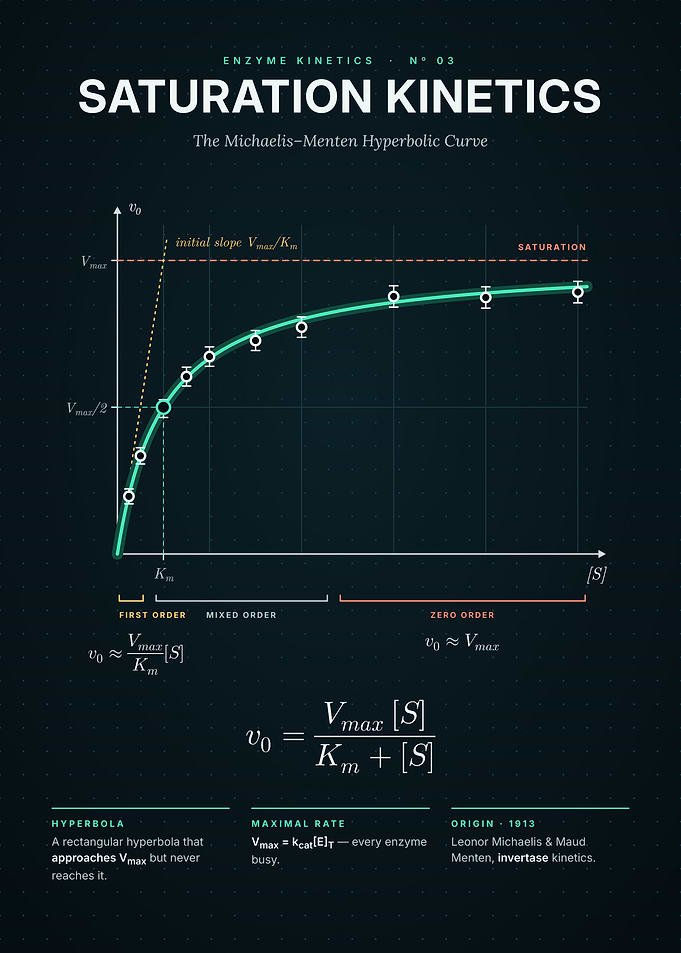 Michaelis-Menten Saturation Curve