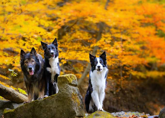 Three Dogs in Autumn Forest