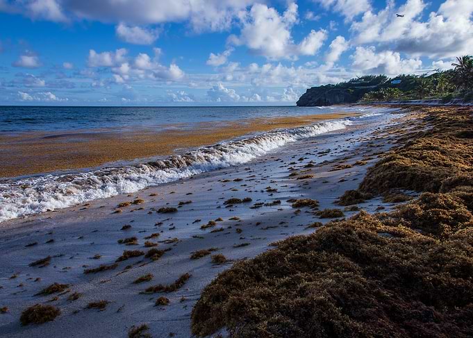 Foul bay Sargassum Barbados