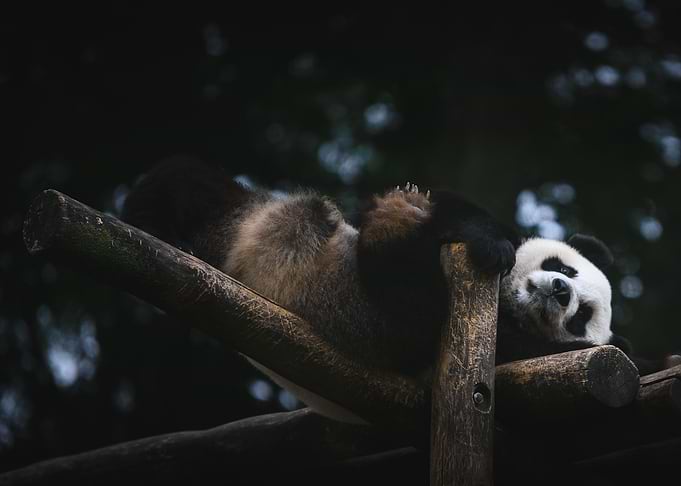 Lazy Afternoon