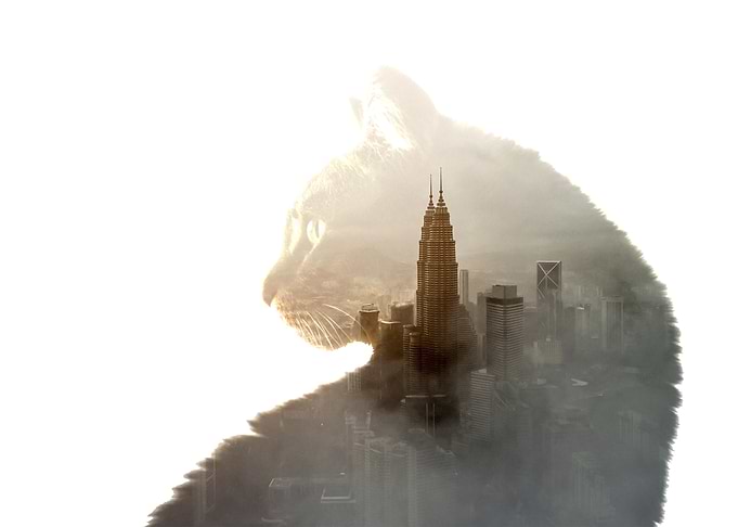 Double Exposure Cat and City Scape