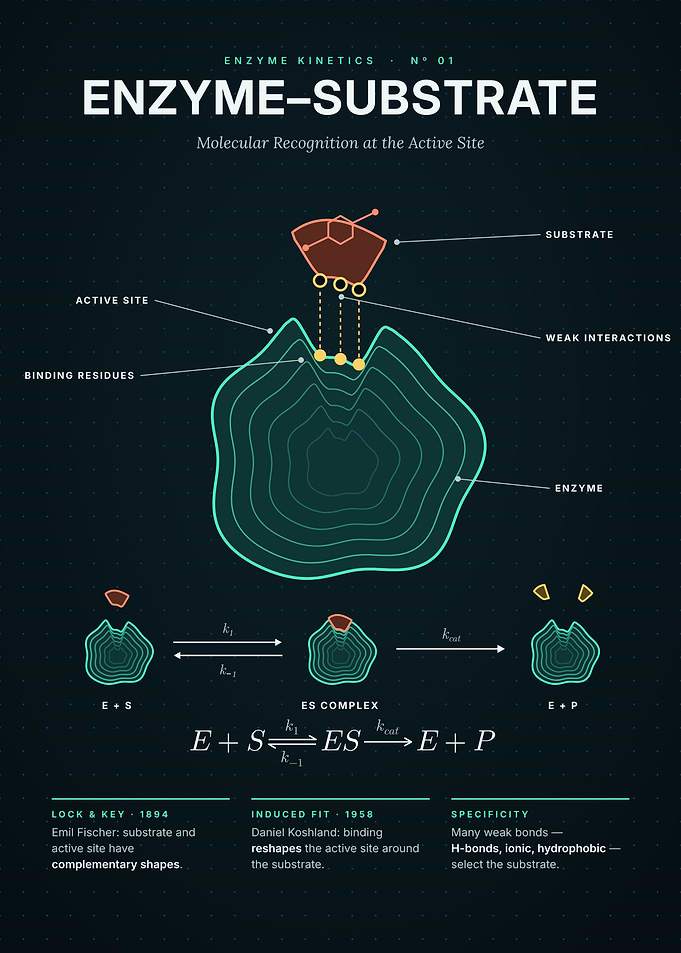 Enzyme-Substrate Complex - Lock and Key at the Active Site