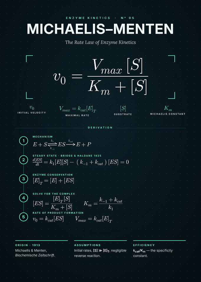Michaelis-Menten Equation and Steady-State Derivation