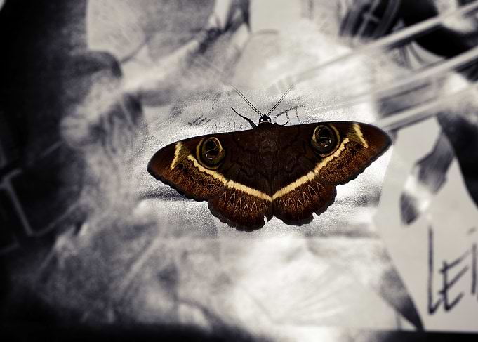 Brown Moth on Abstract Background