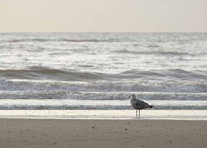 A seagull in the evening light on the North Sea coast near Zandvoort