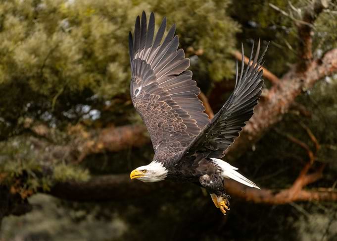Majestic Bald Eagle in Flight