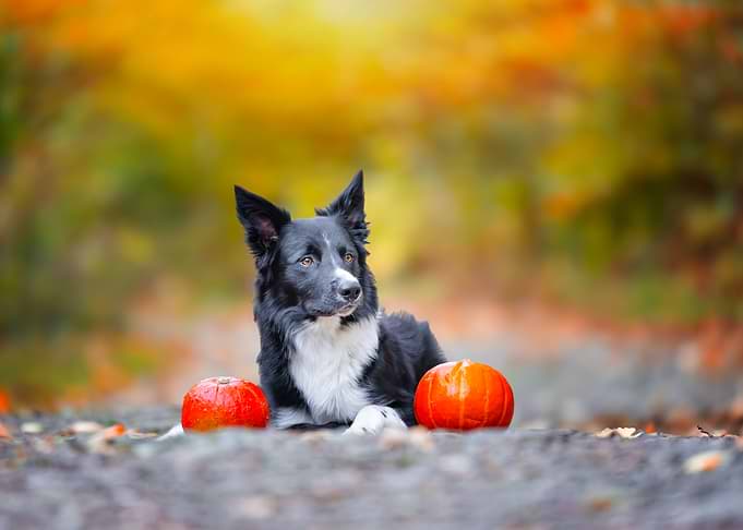 Border Collie with Pumpkins in Autumn