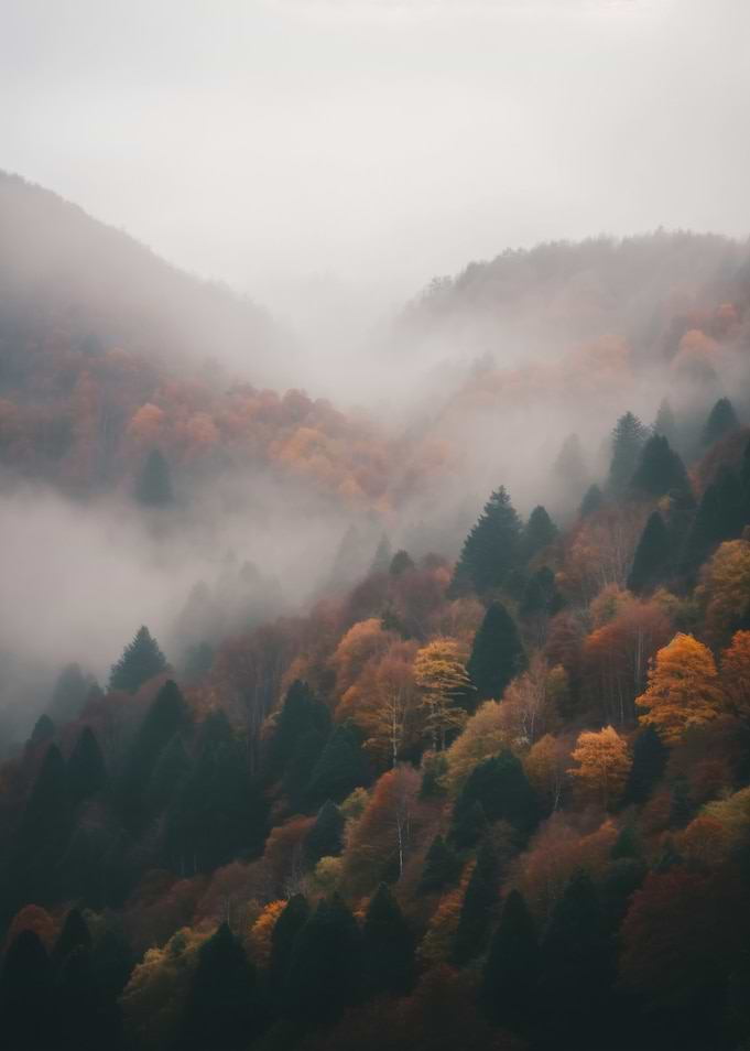 Misty Autumn Forest Mountain Slope