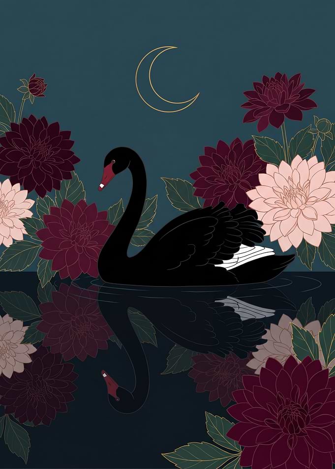Black Swan among Dark Dahlias