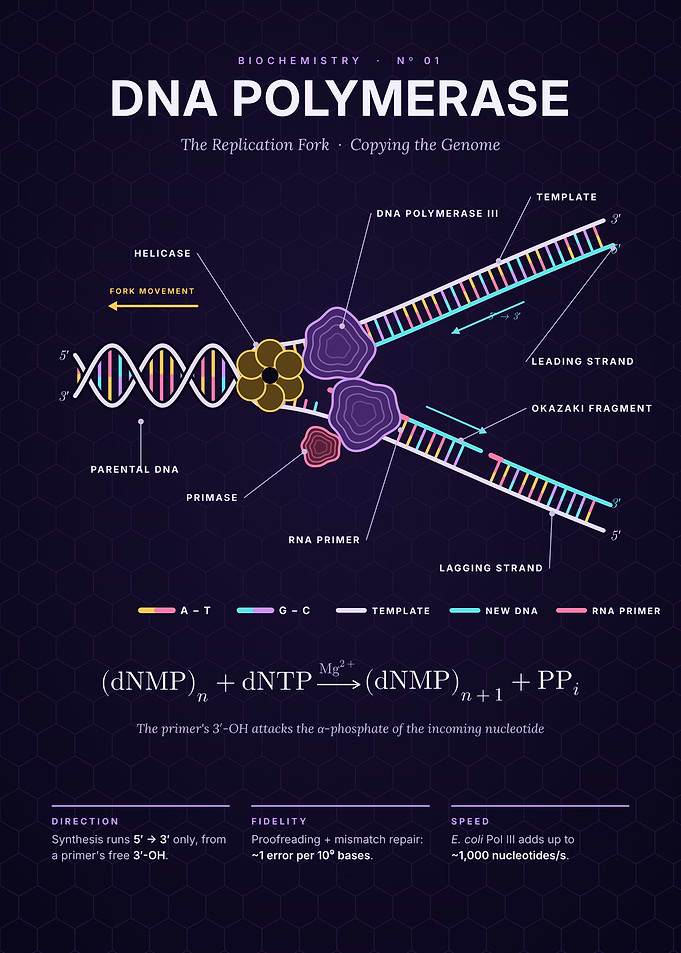 DNA Polymerase at the Replication Fork