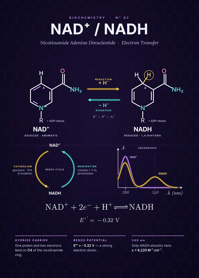 NAD+ and NADH - Redox Couple and Hydride Transfer