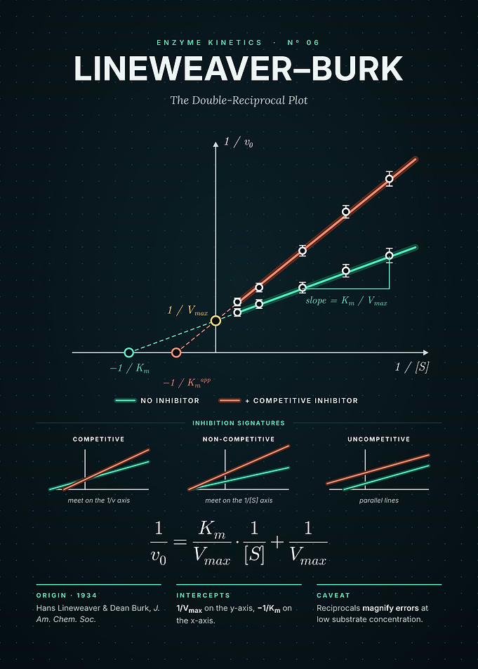 Lineweaver-Burk Plot - Double Reciprocal and Inhibition
