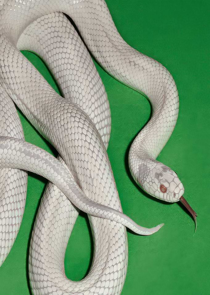 Leucistic Rat Snake on Green Background