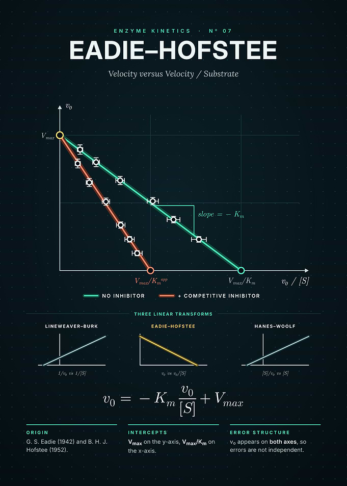 Eadie-Hofstee Plot - Linearized Enzyme Kinetics