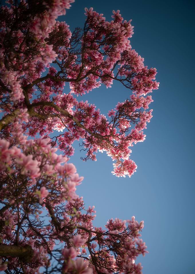 Pink Magnolia Blossoms Against Blue Sky
