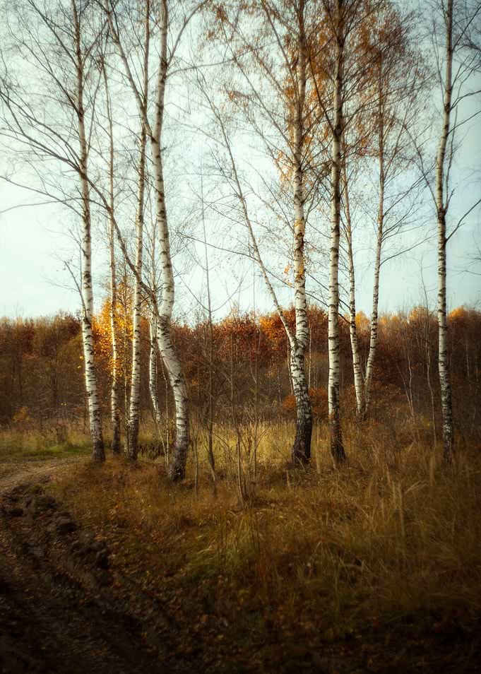 Autumn Birch Forest Landscape