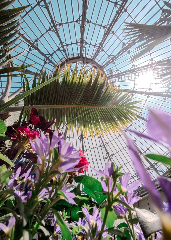 Sunlight Streaming Through Greenhouse Glass Roof